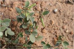 Atylosia scarabaeoides